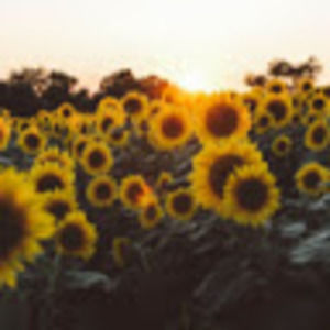 Meet your Posher, Hope